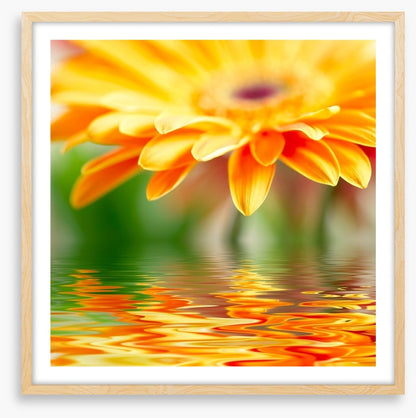 Orange gerbera drops