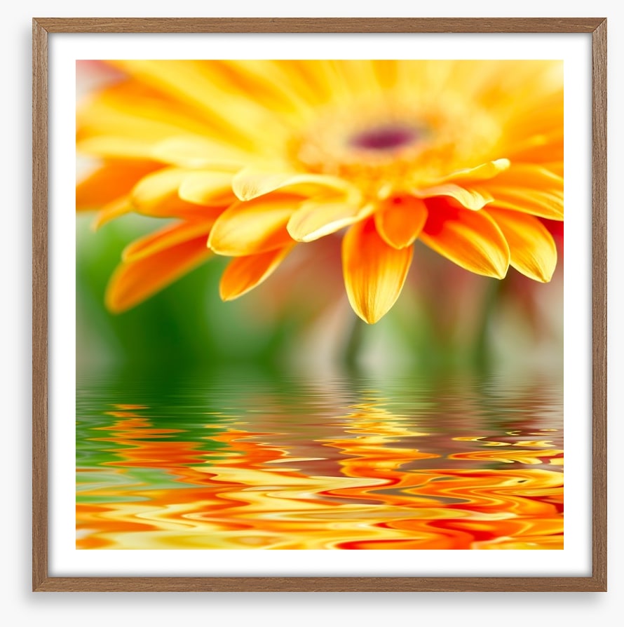 Orange gerbera drops