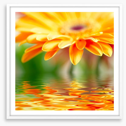 Orange gerbera drops