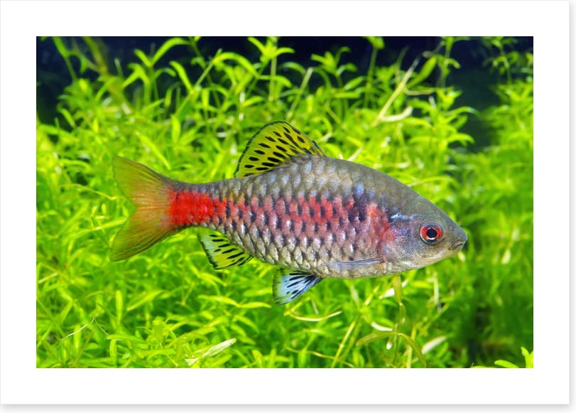 Fish / Aquatic
