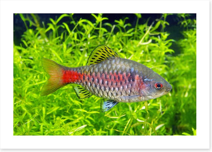 Fish / Aquatic