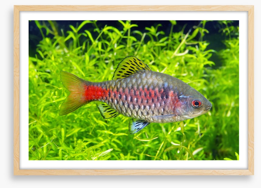 Fish / Aquatic