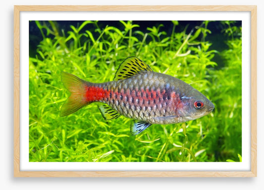 Fish / Aquatic