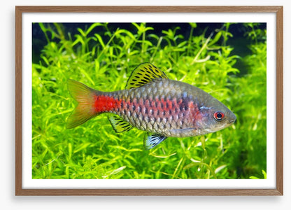 Fish / Aquatic