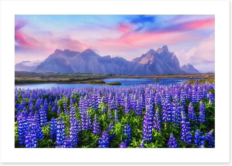 Icelandic lupine