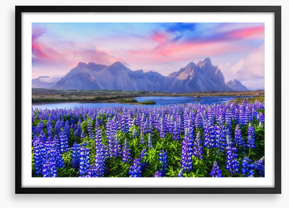 Icelandic lupine