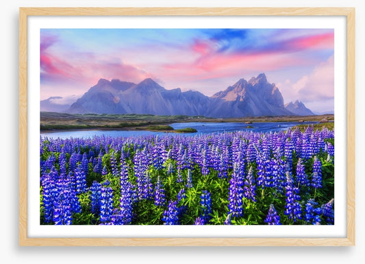 Icelandic lupine
