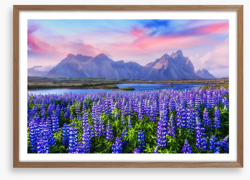 Icelandic lupine