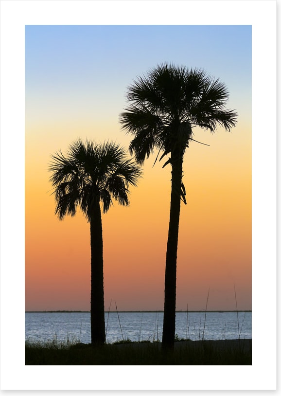 Palm tree pair