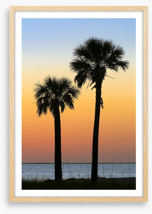 Palm tree pair