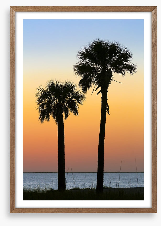 Palm tree pair