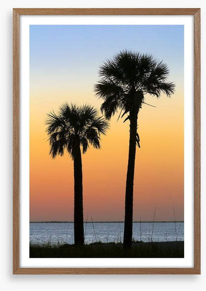 Palm tree pair