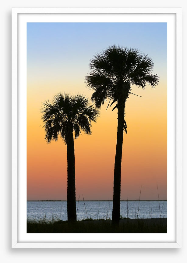 Palm tree pair