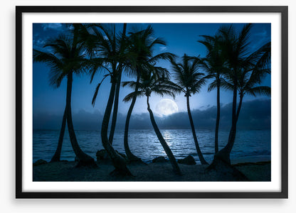 Full moon palms