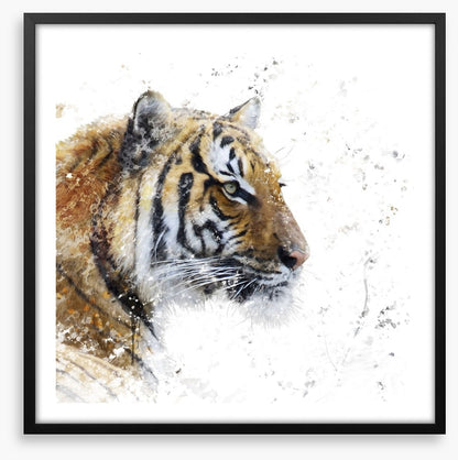 Eye of the tiger