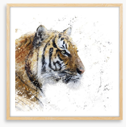 Eye of the tiger