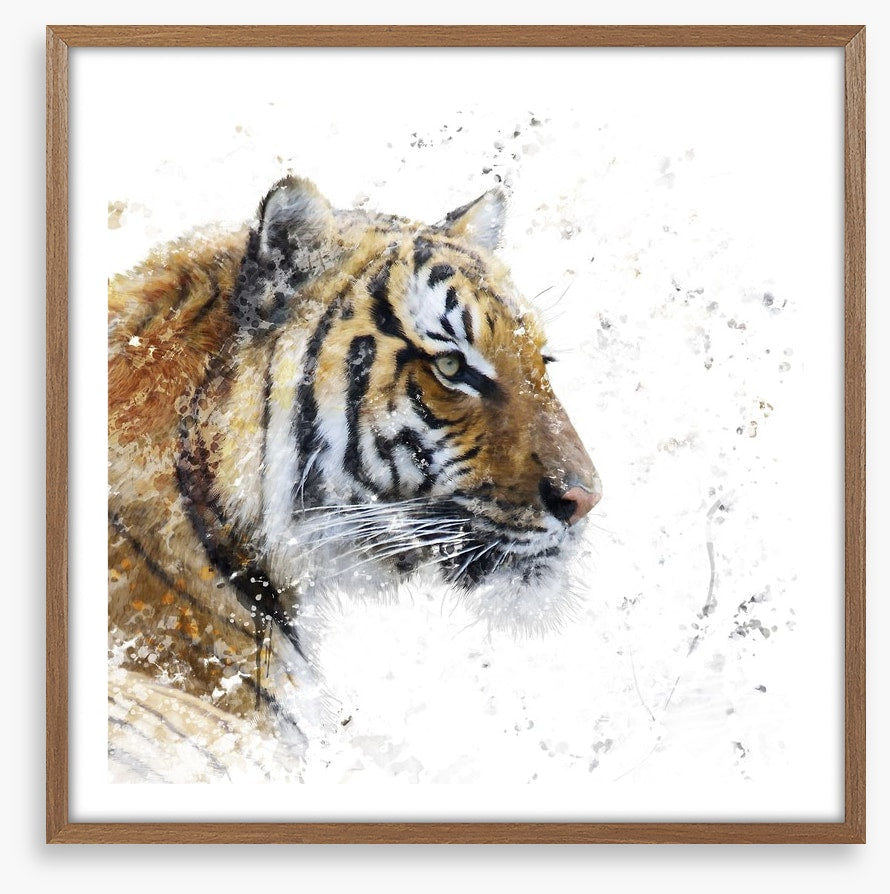 Eye of the tiger