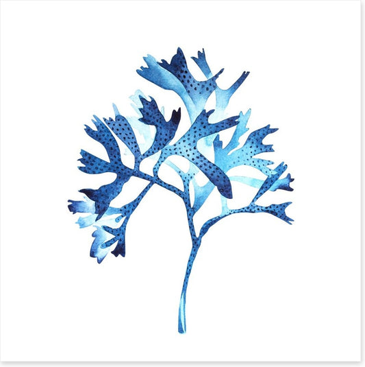 Seaweed blues