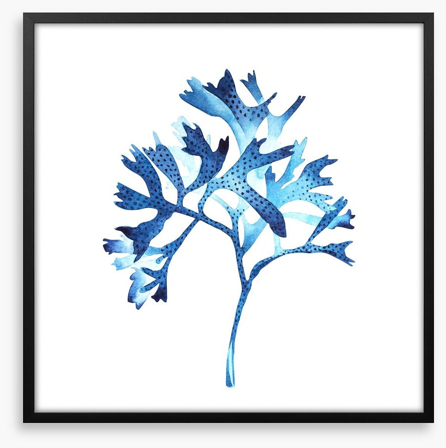 Seaweed blues