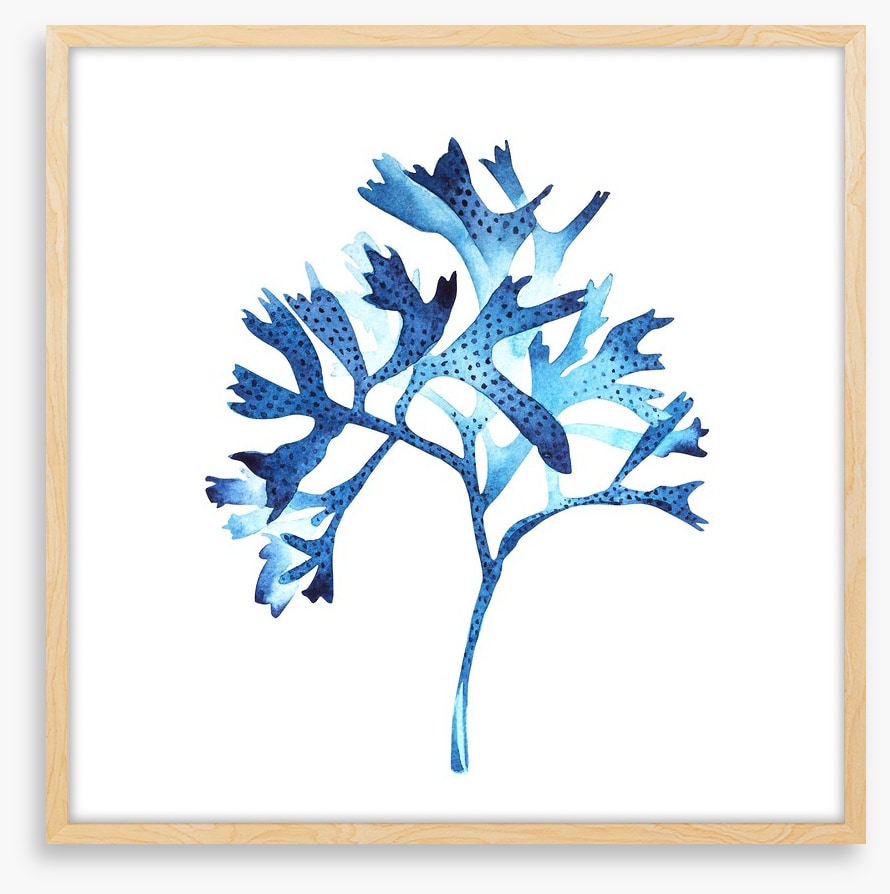 Seaweed blues