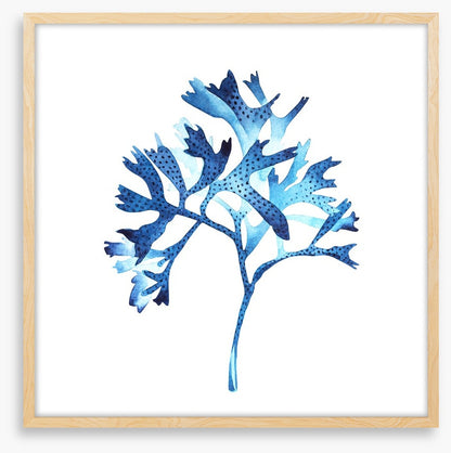 Seaweed blues
