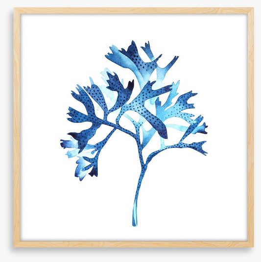 Seaweed blues