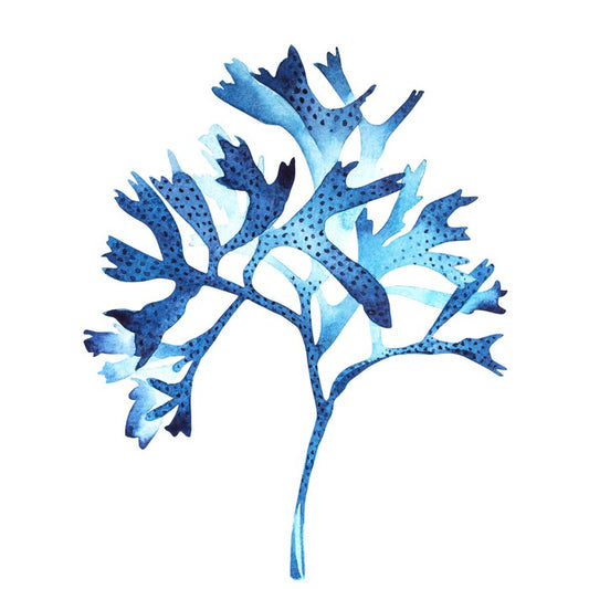 Seaweed blues