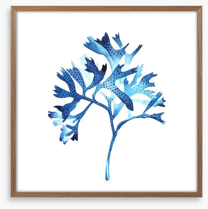 Seaweed blues