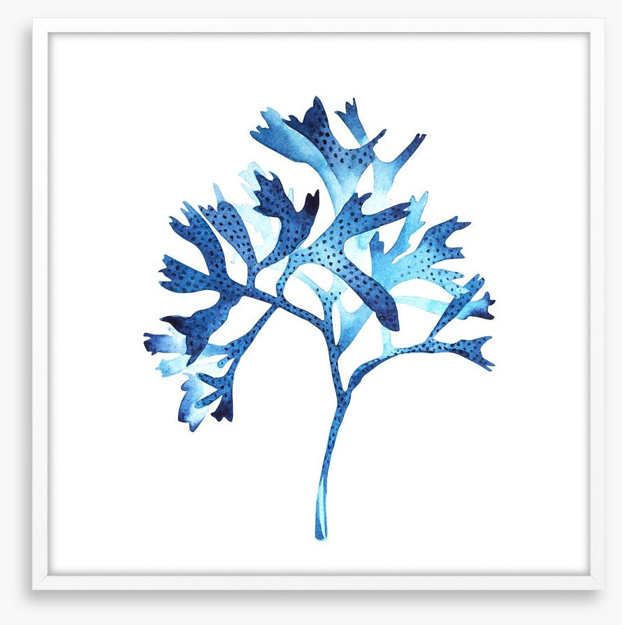 Seaweed blues