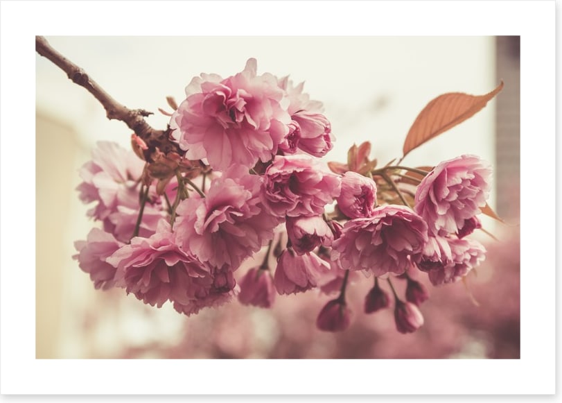 Vintage bloom