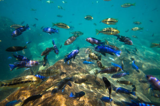 Underwater