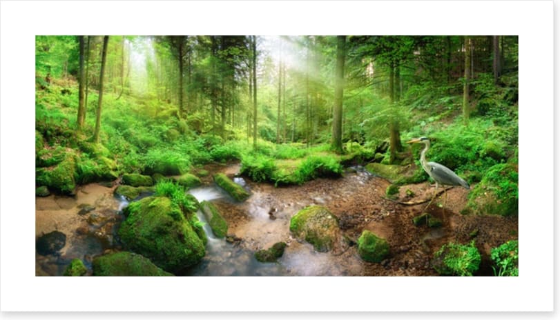 Heron in the forest