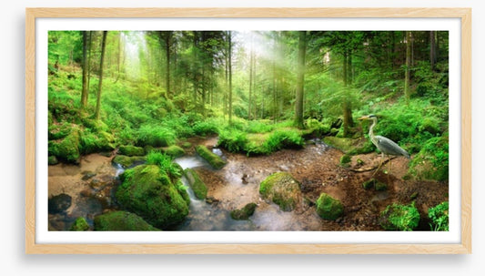 Heron in the forest