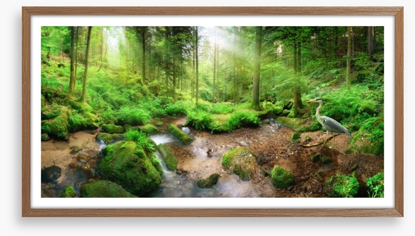 Heron in the forest