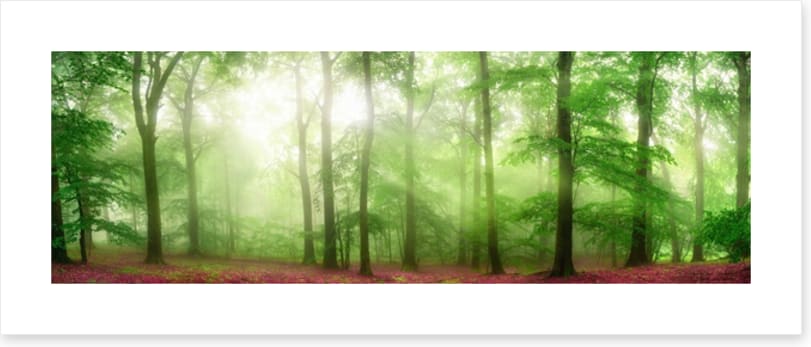 Forests