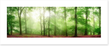 Forests