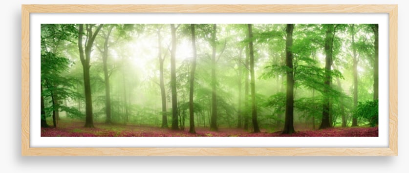 Forests