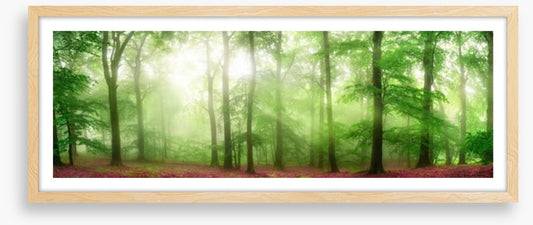 Forests