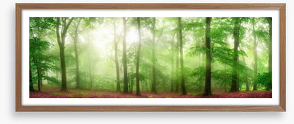 Forests