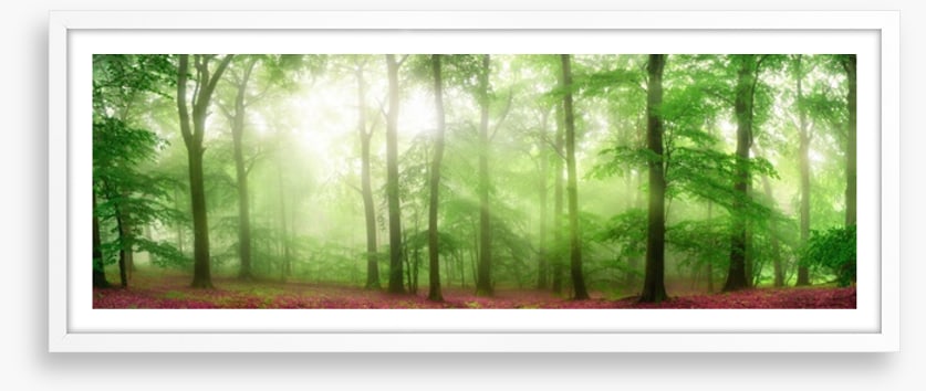 Forests