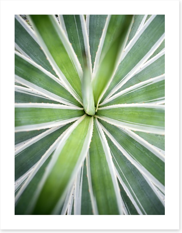 Leaves