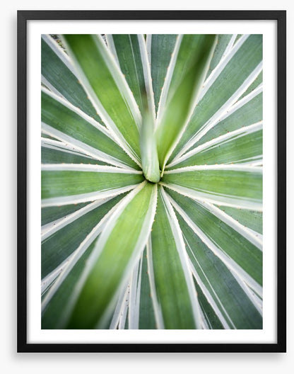 Leaves