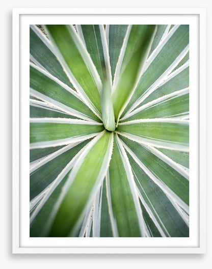Leaves