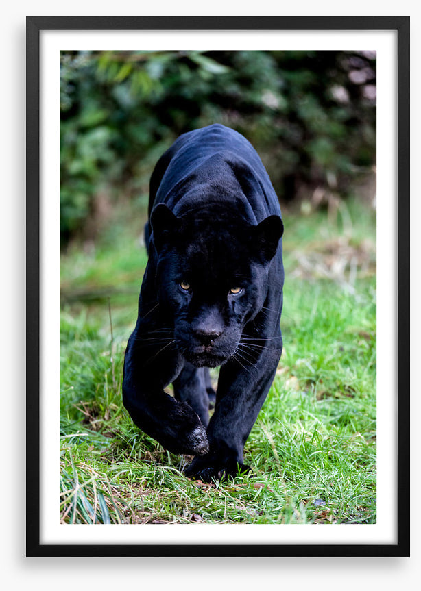 On the prowl