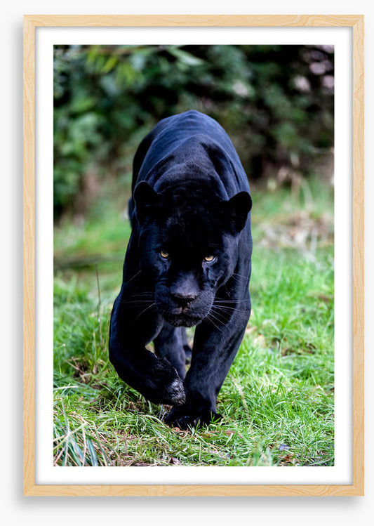 On the prowl