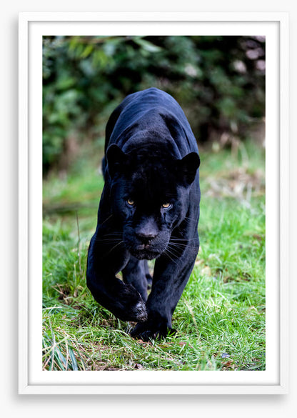 On the prowl