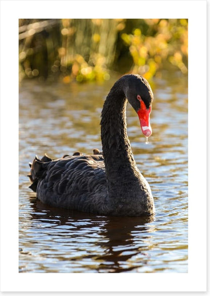 Black swan