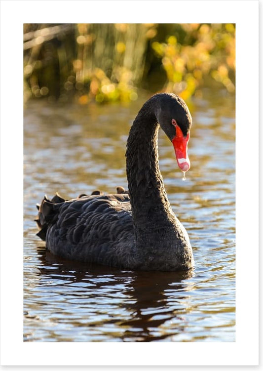 Black swan