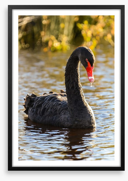 Black swan