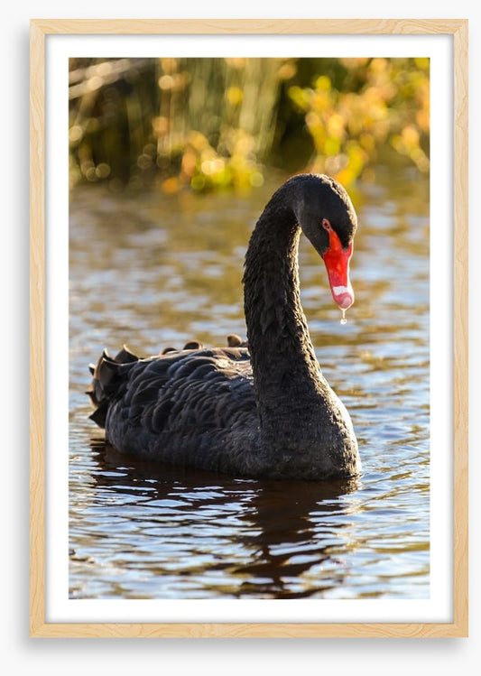 Black swan